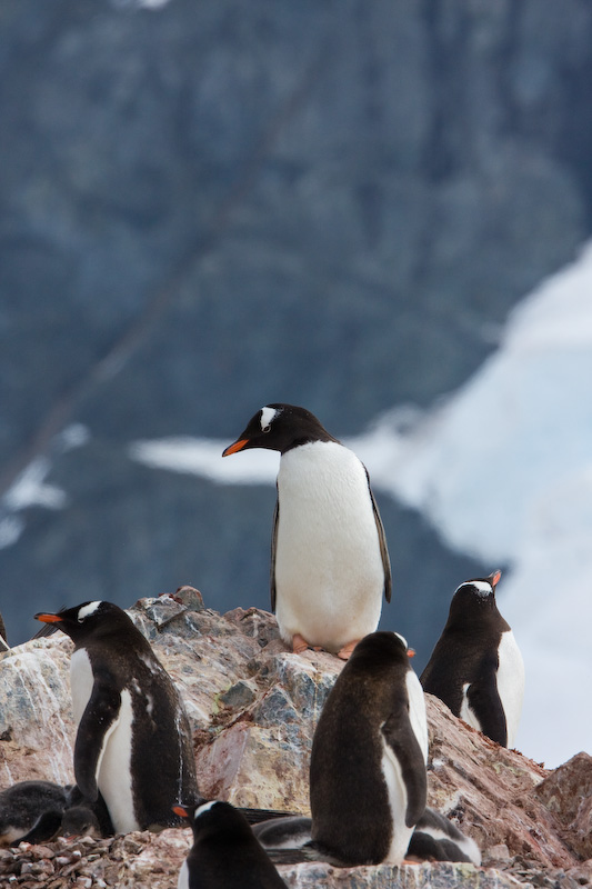 Gentoo Penguins